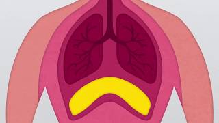 What is the Diaphragm [upl. by Abisia]