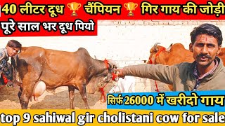 40 Letter Milk 🏆 चैंपियन 🏆 गिर गाय की जोड़ी। top 9 sahiwal gir cholistani rathi cow for sale [upl. by Rivkah]