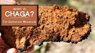 What is Chaga Learn Why Its a Top Superfood Mushroom [upl. by Bradshaw]