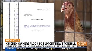 Arizona bill allowing more backyard chickens awaits Governors decision [upl. by Robina]