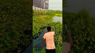 Best village fishing video fishing [upl. by Happ]