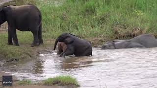 Rare Baby Pink Elephant Spotted Playing by Waterhole [upl. by Elish]