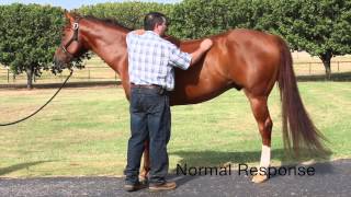 Equine Neurologic Exam by Mark DePaolo DVM [upl. by Bilac]