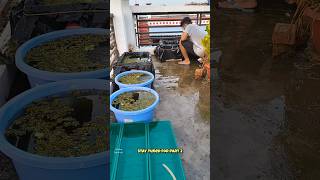 🛑Guppy Frys Outdoor Pond Setup 😯🐟shortsguppyguppyfishguppybreedingguppyfishtankmollyfishfish [upl. by Helaina]