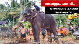 അയാൾക്ക് മാമ്പി ആശന്റെ പ്രതികരണം ഇങ്ങനെ😲😜😜MABI VISHNU ELEPHANT ❤🔥🔥 [upl. by Alyled352]