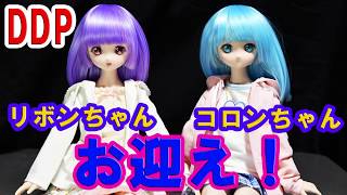 DDP リボンちゃん・コロンちゃん お迎えしました！ 【VOLKS Dollfie Dream Pretty】 [upl. by Ahsykal]