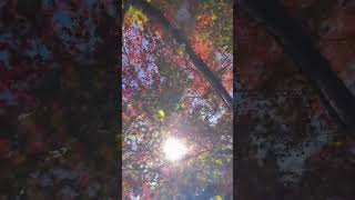 Autumn 🍁 tamil tamilsong love song japan travel nature [upl. by Feledy]