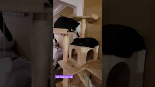 Cats tapping heads cats blackkitty cat blackcat cutecats catcat catlover catplaying catlife [upl. by Lucho603]