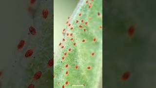 The red spider mite Tetranychus sp ytshorts shortvideo short insects pestcontrol [upl. by Eneroc]