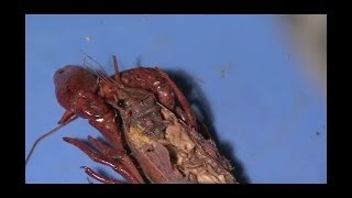 Detailed Crayfish Dissection Part II Jr High High School and College Review [upl. by Orling]