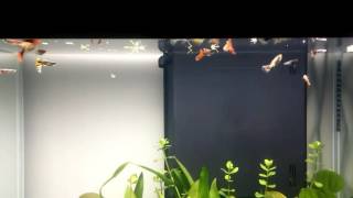 My 106 L Ciano fish Tank [upl. by Suiravaj]