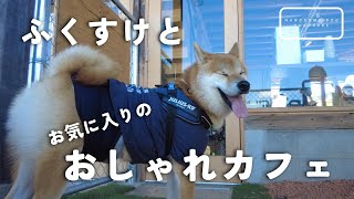 柴犬ふくすけとお気に入りのおしゃれカフェ【岡山市北区AMI cafeampclinic】 [upl. by Snook760]