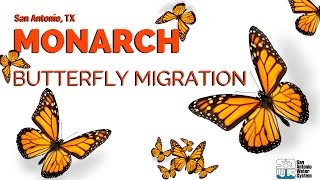 Monarch Butterfly Migration through San Antonio [upl. by Clementina]