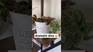 Dramatic Fittonia Nerve Plant shorts [upl. by Nasia]