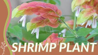 Growing and Understanding SHRIMP PLANT Justicia brandegeeana 🦐🌱🌱 [upl. by Ahsyad]