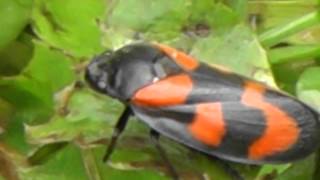 Red and Black Froghopper Cercopis Vulnerata La Croix Tasset Cotes dArmor Brittany France [upl. by Llyrat]