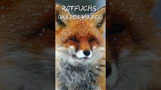 Rotfuchs Vulpes vulpes [upl. by Augusta]