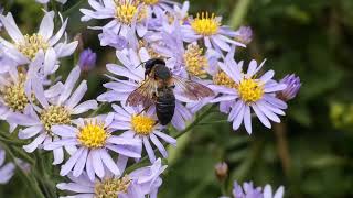 Giant Resin Bee Visits Tatarian Aster Flowers for Nectar [upl. by Gerbold146]