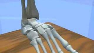 Ankle amp Subtalar Joint Motion Function Explained Biomechanic of the Foot  Pronation amp Supination [upl. by Ahseiyt]