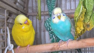 25 Hr Happy Parakeets Eating Singing Playing Budgies Chirping Reduce Stress of lonely Bird Videos [upl. by Nertie256]