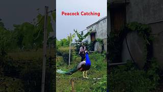 Why I’m Catching a Peacock in 2024 [upl. by Jessalin]