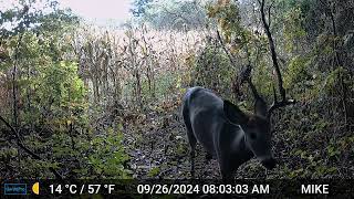 2024 Trail Camera [upl. by Bonnes]