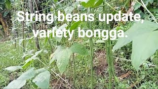 String beans update after malubog sa baha variety bongga [upl. by Anivel954]