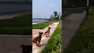 Twin Malinois Magic Synchronized Fence Leap Belgian shepherd Malinois Jump Tandem [upl. by Latvina940]