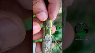 Fig plant grafting and chip budding shorts satisfying [upl. by Sivolc]