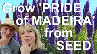 How to Grow Echium candicans Pride of Madeira from Seed [upl. by Anaed960]