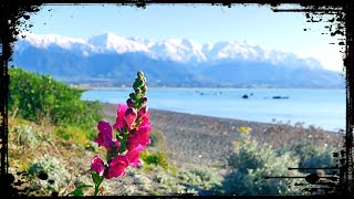 Essence of KAIKOURA Wild Coastal Beauty of New Zealands Hidden Gem [upl. by Mad725]