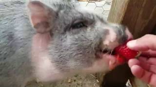 mini pig eating strawberries [upl. by Bigelow]