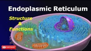 Endoplasmic Reticulum Structure and Function Lecture2 Part7 Biological World🐛🍀 [upl. by Calandria515]