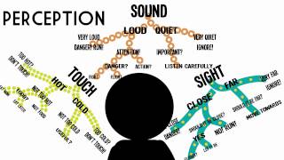 Sensation amp Perception Information Processing in the Brain [upl. by Kris]