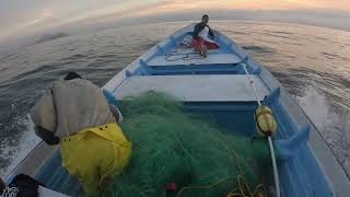 PESCA con chinchorros malludos de fondo y sierrero abollado [upl. by Nedrud]