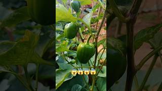 Capsicum🫑Farm Nepal🇳🇵shorts ablfarming trending shortsfeed [upl. by Bittner467]