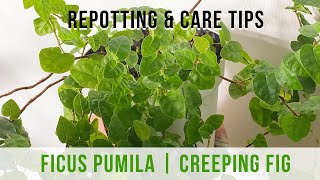 Ficus Pumila Creeping Fig Repotting and Indoor Care Tips [upl. by Ylrrad]