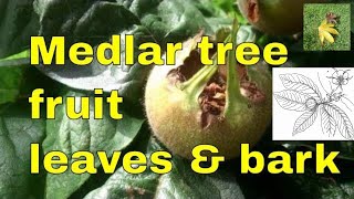 Tree ID Medlar or common medlar – Mespilus germanica leaves bark and fruit identification uk [upl. by Templeton]