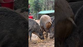 Favourite foods Pig 🐖🐷 pig viral animal wildlife pigfarmvideo boar wildpig pigfarmlife [upl. by Duaner504]