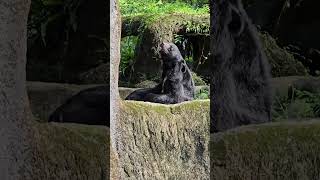 亞洲黑熊Asiatic Black BearTaipei Zoo [upl. by Reckford]