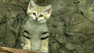 Sand Cat KittensCincinnati Zoo [upl. by Llesig]