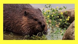 A Beaver Eating Yellow Flowering Plant [upl. by Ayotl213]