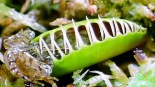 Venus flytrap a frog Rate My Science [upl. by Jaqitsch]