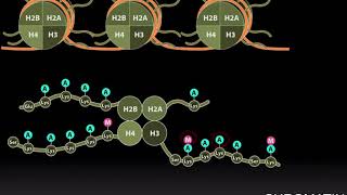 Structure and Regulation of Chromatin [upl. by Essirahc35]