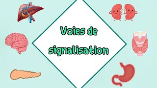 Voies de signalisation et mécanismes moléculaires شرح مفصل بالعربية cour 2 ème année médecine [upl. by Schrader696]