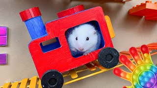 😱 Hamster Escape Maze  Hamster Cute pets Maze hamsterescape mazediytraps hamsterescape 197 [upl. by Nivle]