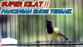 DALAM 1 MENIT SOGONMU BISA IKUTAN NEMBAK‼️PENGGACOR SOGON BAHAN TROTOL IJOAN [upl. by Teryn]