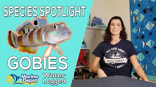 How to Take Care of Gobies Species Spotlight with Hilary [upl. by Rolyak]