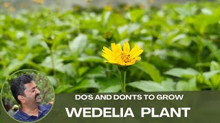 Dos amp Donts To Grow Wedelia Plant In Home Garden for beginners [upl. by Cassius739]