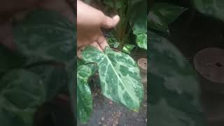 Philodendron gloriosum variegata [upl. by Marduk]